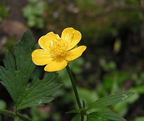 Ranunculus, standing in for Ranunculus hirsutus
