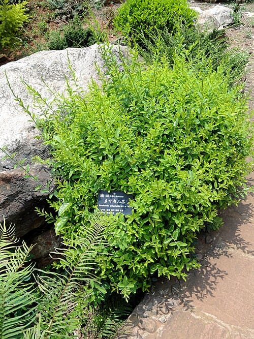 Berchemia polyphylla, standing in for Berchemia polyphylla var. leioclada