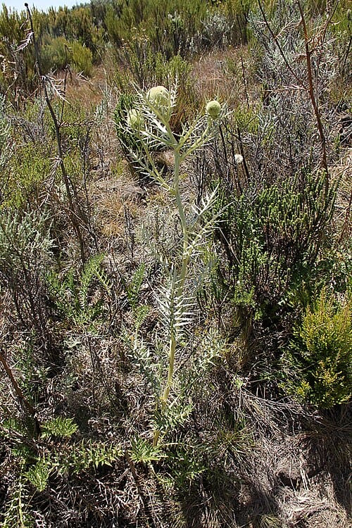 Echinops giganteus