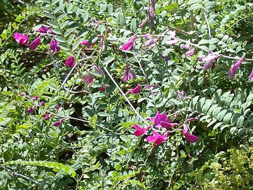 Hedysarum multijugum