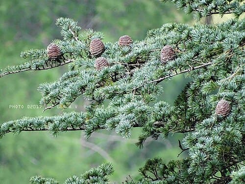 Cedrus deodara