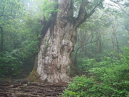 Cryptomeria japonica