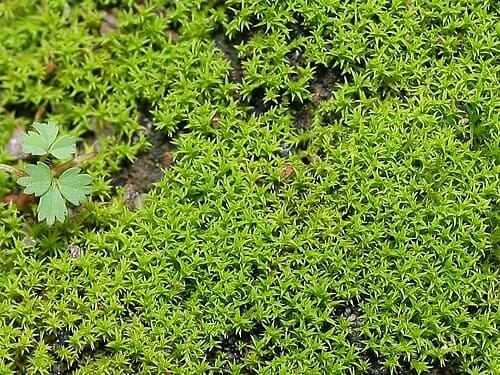Barbula unguiculata