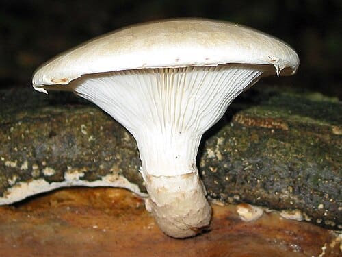 Pleurotus