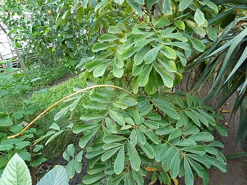Derris elliptica
