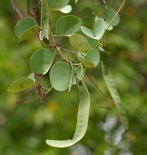 Bauhinia racemosa