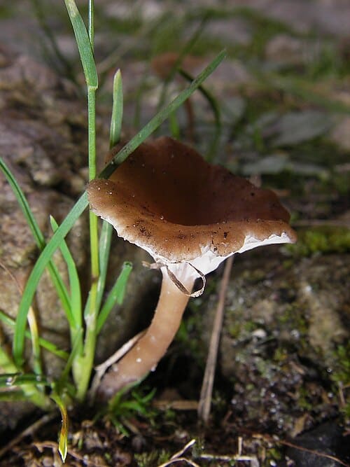 Omphalia, standing in for Omphalia lapidescens