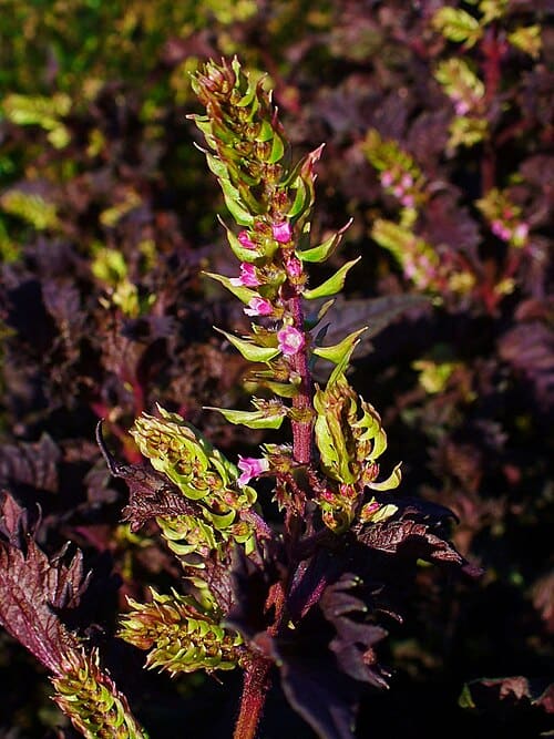 Perilla, standing in for Perilla fructescens