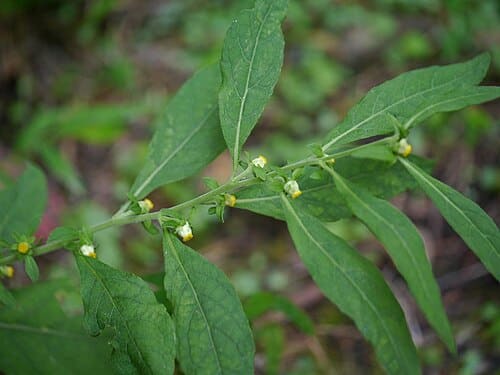 Carpesium abrotanoides