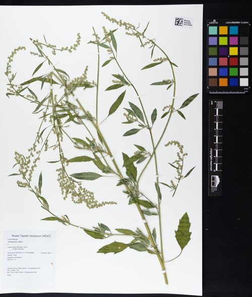 Chenopodium album