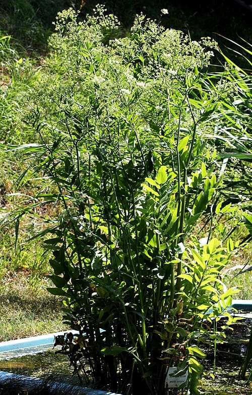 Sium latifolium