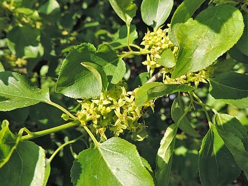 Rhamnus