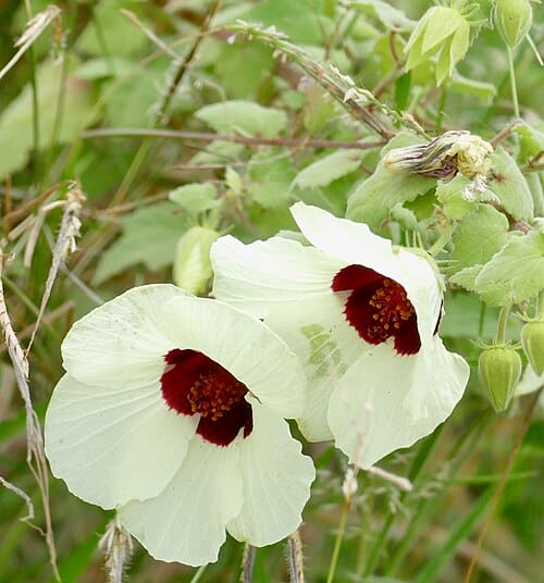 Hibiscus vitifolius
