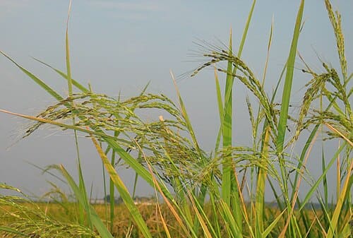 Oryza, standing in for Oryza glutinosa
