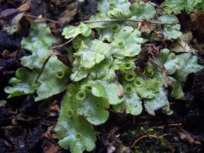 Marchantia, standing in for Marchantia coriacea
