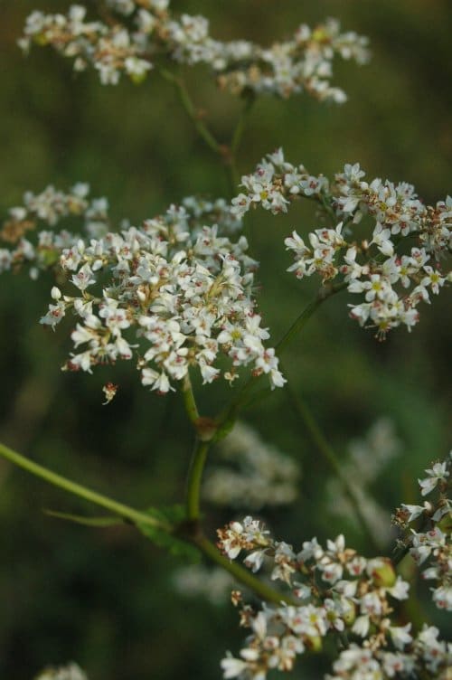 Fagopyrum cymosum