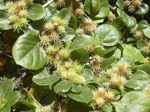 Alternanthera pungens