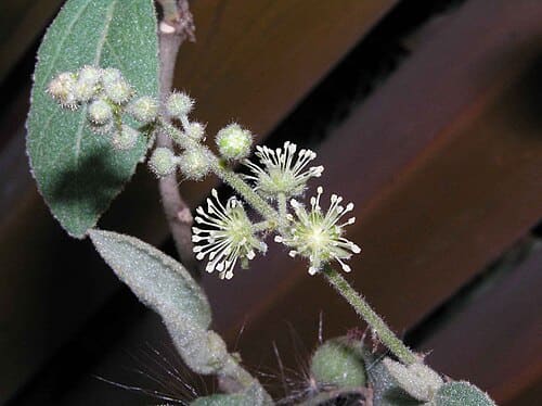 Croton crassifolius