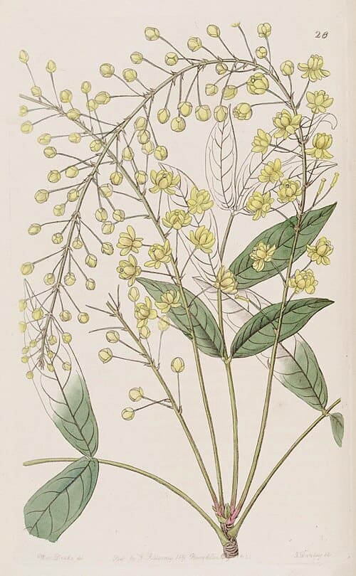 Berberis tenuifolia