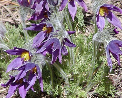 Pulsatilla, standing in for Pulsatilla campanella