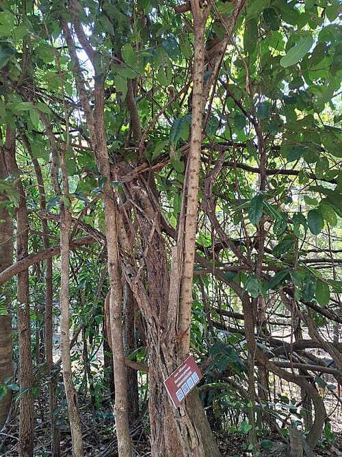 Harrisonia perforata