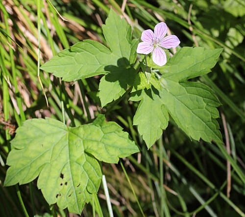 Geranium wilfordii