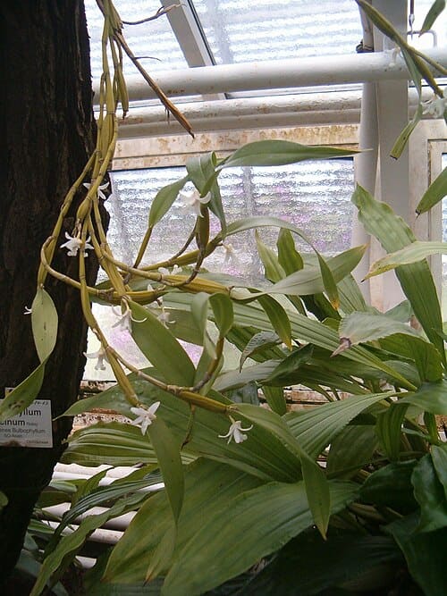 Dendrobium amoenum