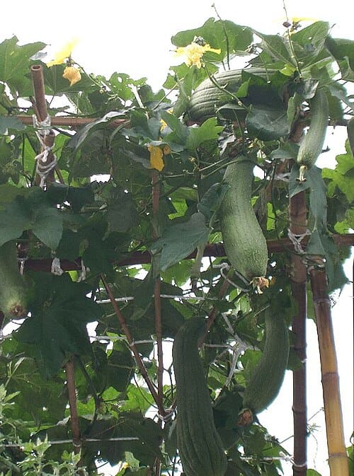 Luffa cylindrica