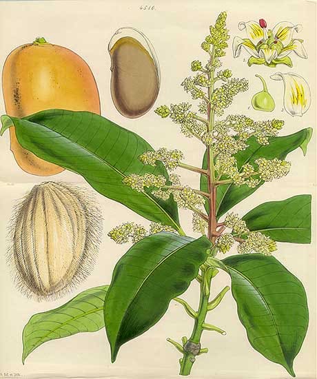 Mangifera indica