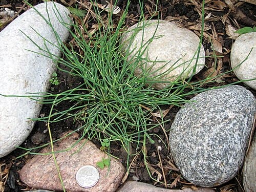 Ephedra regeliana