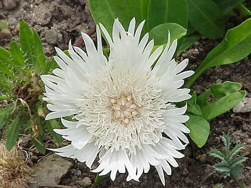 Stokesia laevis