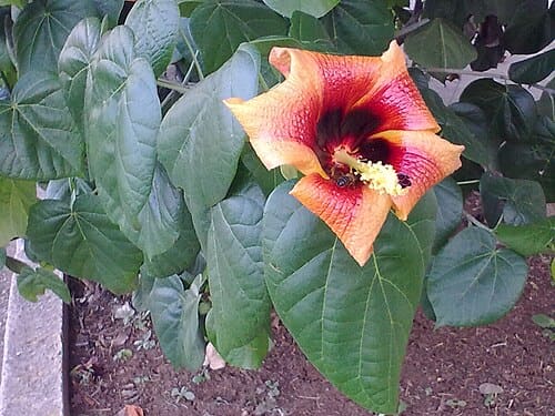Hibiscus elatus