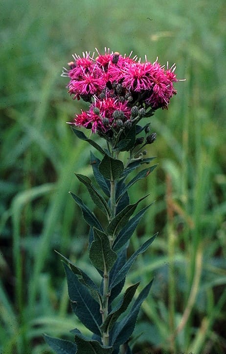 Vernonia, standing in for Vernonia amygdala