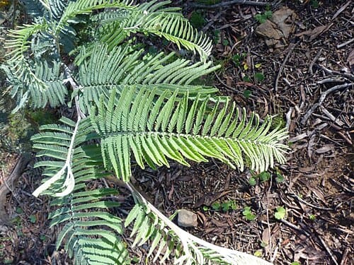 Acacia dealbata