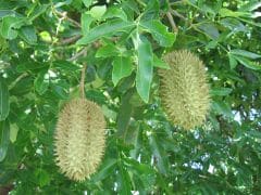 Flindersia