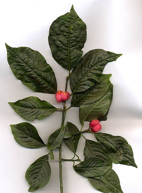 Euonymus, standing in for Euonymus multiflorus