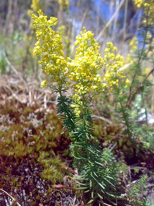 Galium verum