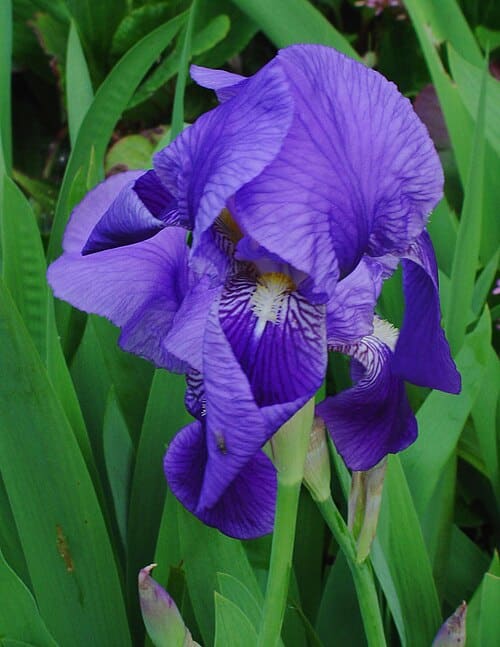 Iris, standing in for Iris convoluta