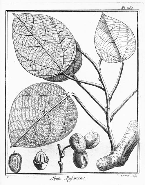 Anomospermeae, standing in for Pericampylus glaucus