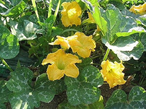 Cucurbita moschata