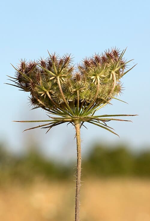 Daucus carota
