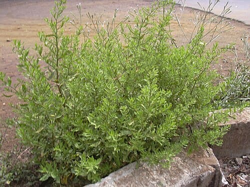 Chenopodium ambrosioides