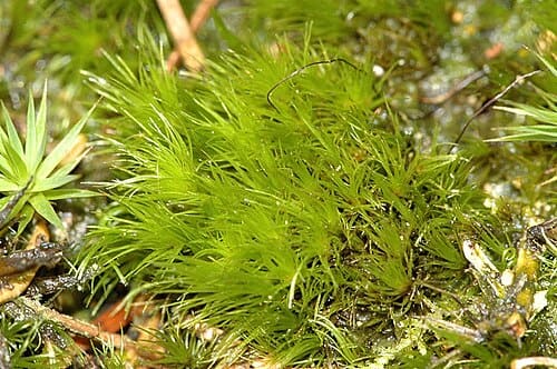 Bartramia pomiformis