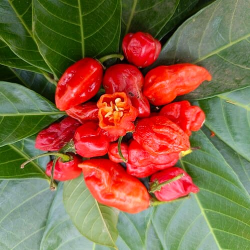 Capsicum annuum