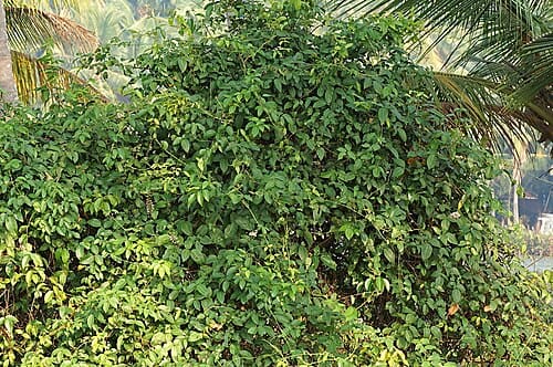 Derris trifoliata