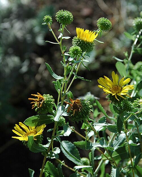 Grindelia squarrosa
