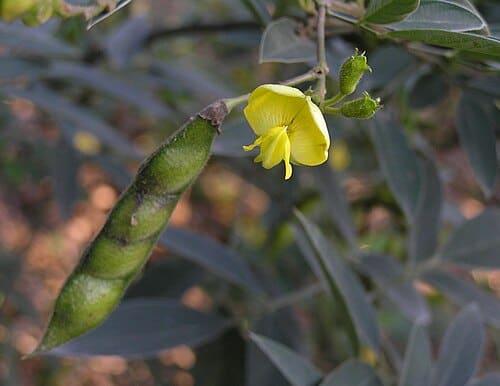 Sophora tonkinensis