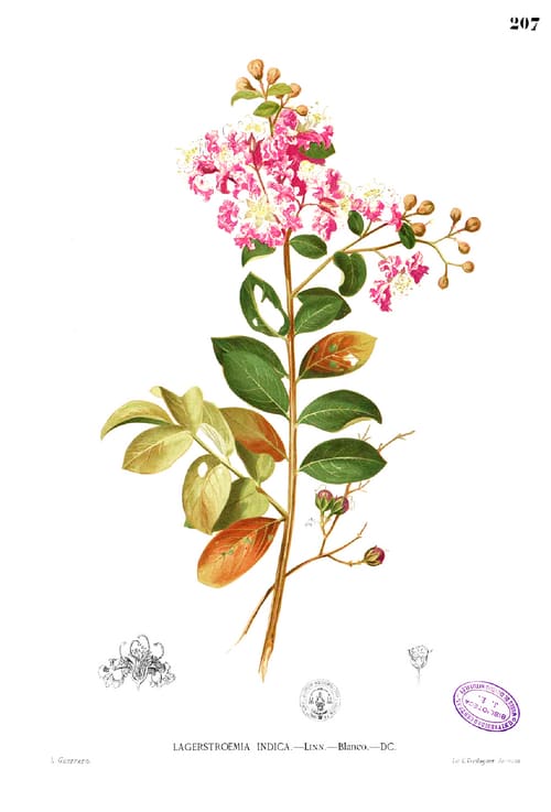 Lagerstroemia, standing in for Lagerstroemia fordii