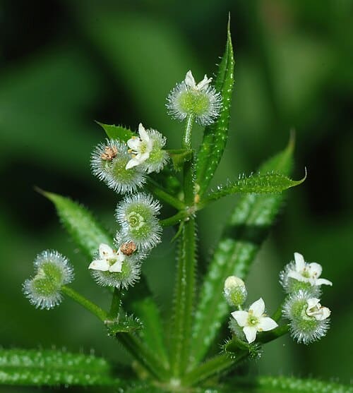 Galium, standing in for Galium elegans