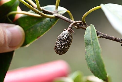 Actinidia rubricaulis, standing in for Actinidia rubricaulis var. coriacea